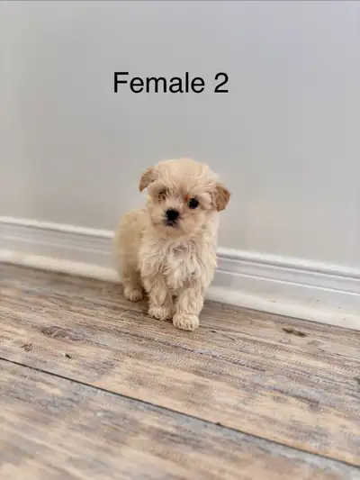 Maltese Puppies *3 females available!*, View more