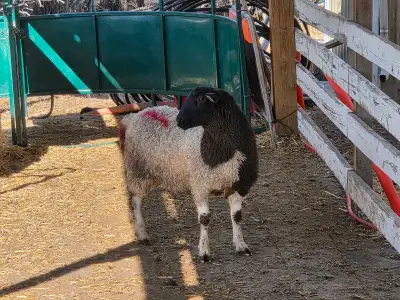 Lambs for slaughter , View more