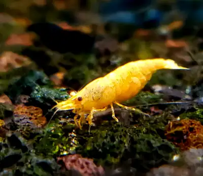 Orange Pumpkin Neocaridina Shrimp, View more