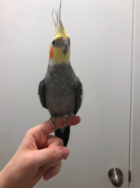 Female Cockatiels, bonded pair for sale+cage