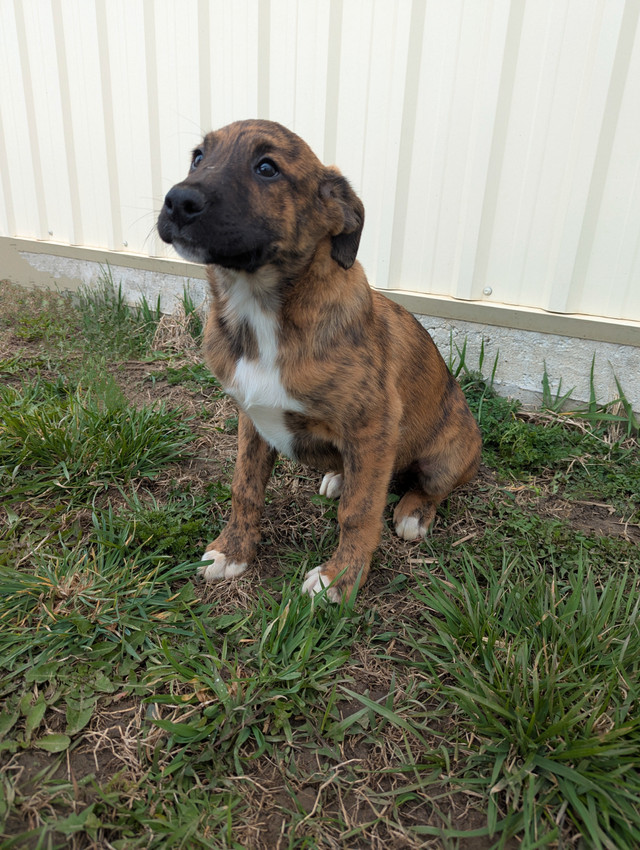 Puppies (boxer/Collie mix) in Dogs & Puppies for Rehoming in London - Image 2