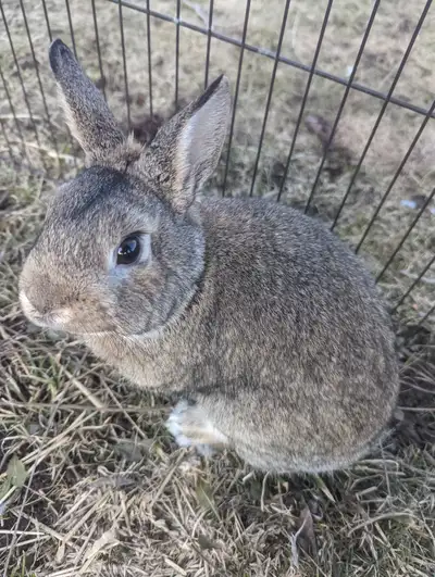 Hello, I have a very sweet dwarf bunny for rehoming. He is a beautiful agouti colour, perfect for th...