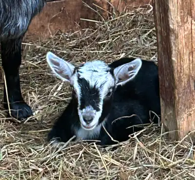Doe & Buckling Doe is 3-4 years old Disbudded Buckling born May 20th 2025 Family ready for a new hom...