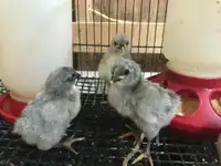 Pure Bred Lavender Orpington Chicks