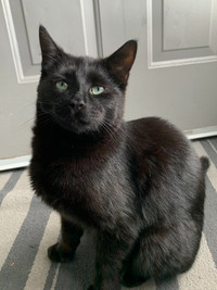 Missing Small Black Cat - Offering Cash Reward!!! Please Share