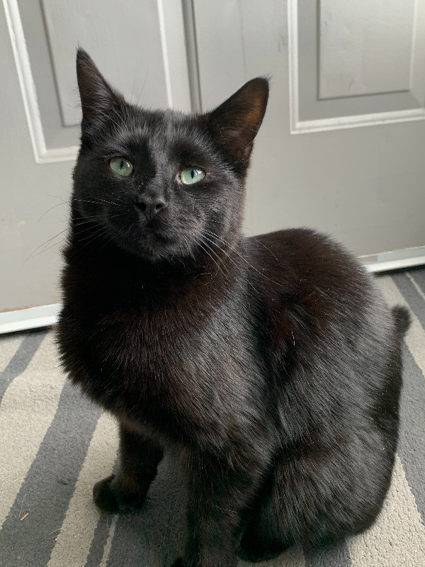 Missing Small Black Cat - Offering Cash Reward!!! Please Share in Lost & Found in Oshawa / Durham Region