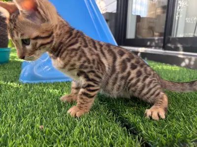Il me reste une femelle Bengal de disponible ! Habituée au contact humain et aux chiens ( petit et g...
