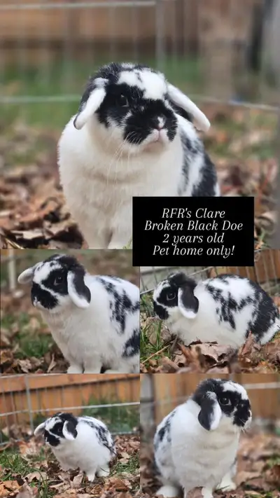 Holland Lop Doe - North Bay ON, View more