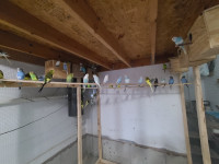 Budgies for sale with cage & breeding box everything