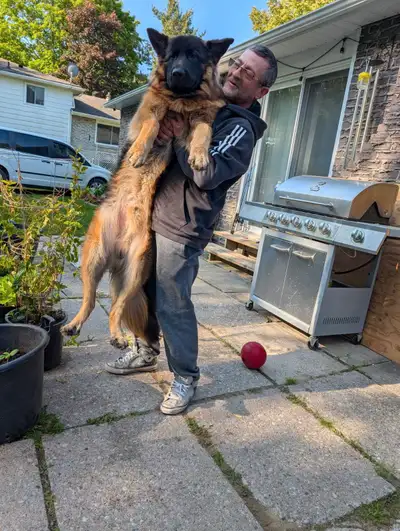 Showline german shepperd, View more