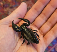 scorpion for trade