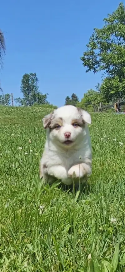 Australian Shepherds, View more
