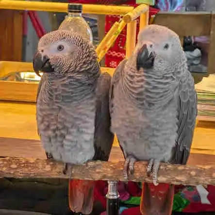 African Grey Parrot: 1 Male and 1 Female