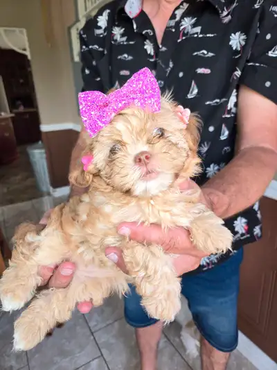 shih tzu X caniche chihpoo, View more
