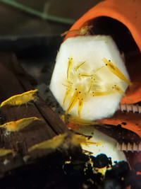 Yellow gold back neocaridina shrimp 