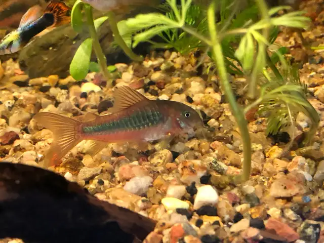 Bronze corys547962566298183681