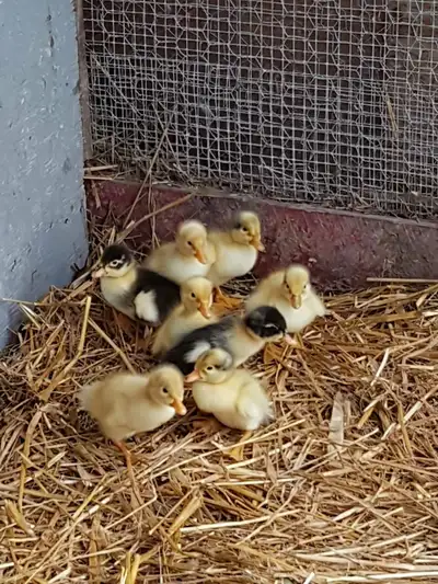 Mixed Breed Ducklings & Chicks, View more