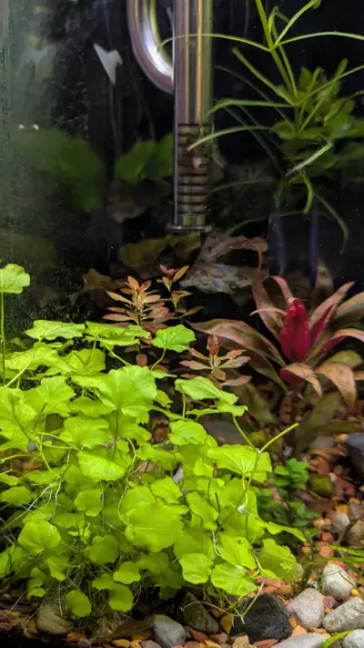 Aquarium plant - Cardamine lyrata (Japanese cress/Chinese ivy), View more