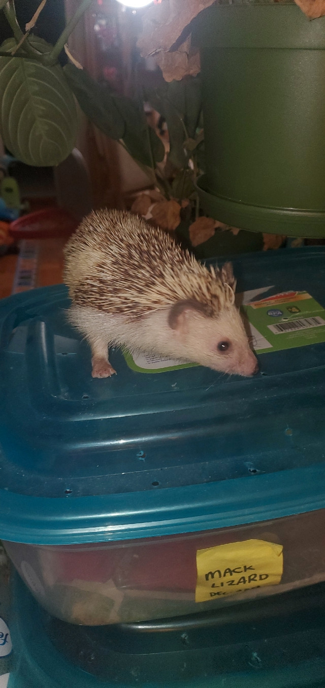 Hedgehog Female in Small Animals for Rehoming in City of Toronto - Image 2