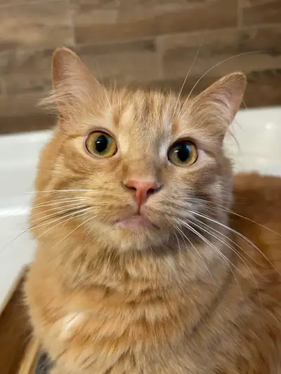 Cat to rehome, View more