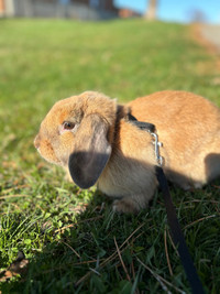 Bunny for adoption 