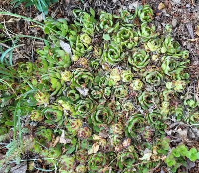 5 healthy hen and chicks plants (Sempervivum tectorum, the common houseleek) Only serious offers! I...