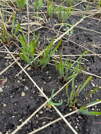 fresh organic Chinese chives plants for sale ,$5/ 20plants.