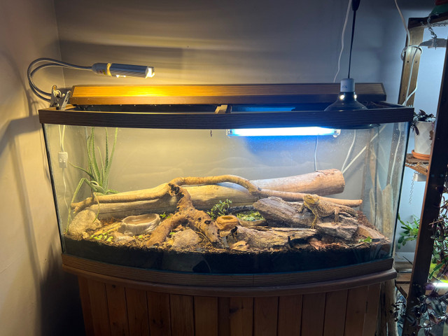 Bearded Dragon with Bioactive Terrarium in Reptiles & Amphibians for Rehoming in Kingston - Image 2