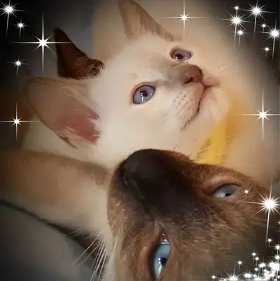 ♂️Beautiful Siamese Male Vaccinated♂️Mâle Siamois Vacciner, View more