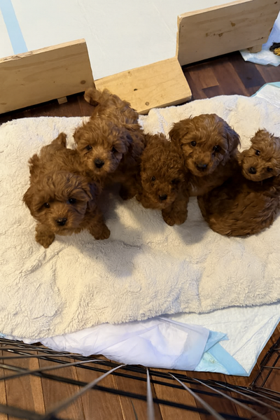 Red Cavapoo Puppies – Vaccinated, Dewormed & Ready, View more