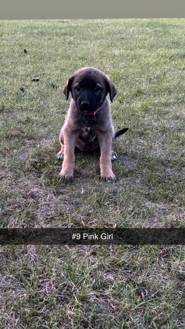 TURKISH KANGAL CROSS PUPPIES in Dogs & Puppies for Rehoming in St. Albert - Image 6