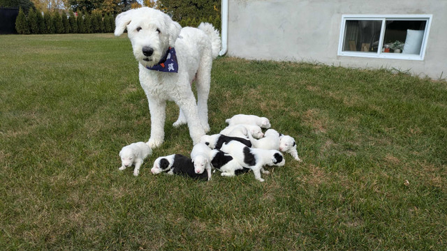Berger anglais dans Chiens et chiots à adopter  à Lanaudière