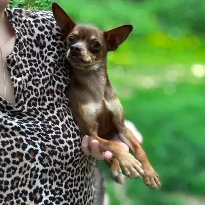 Gorgeous male Chihuahua puppy, View more