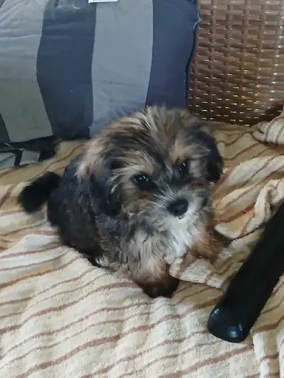 Yorkshire Terrier / Shih-tzu cross  ( Shorkie ), View more