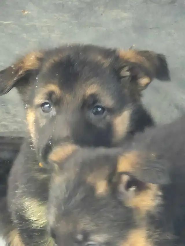 Puppies german shepherd/ Chiots berger allemand in Dogs & Puppies for Rehoming in Moncton - Image 8