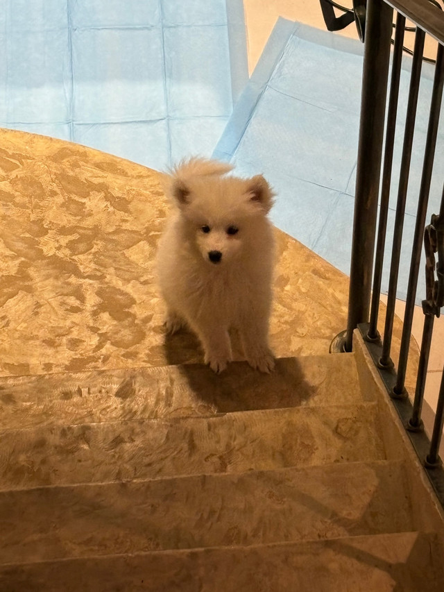 samoyed puppy in Dogs & Puppies for Rehoming in Markham / York Region - Image 4
