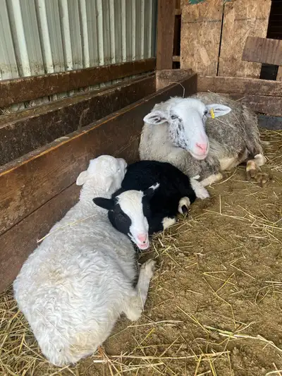 3 beautiful girls Katahdin sheep, View more