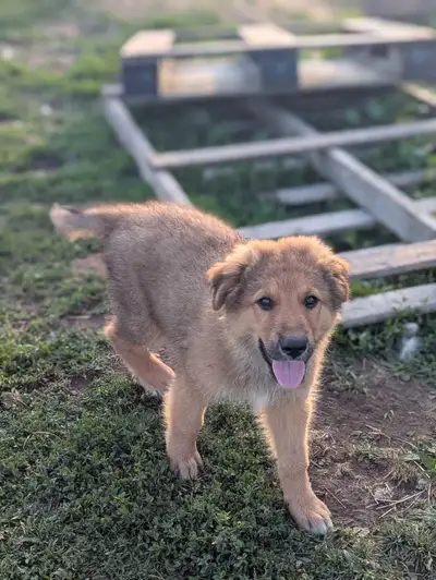 Pyrenees/shepherd mix puppies, View more