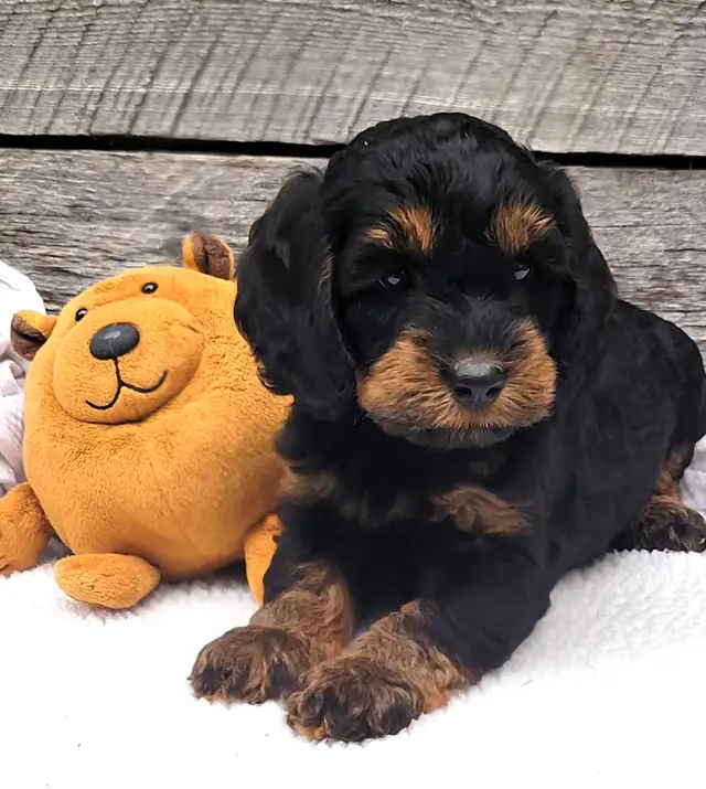 Australian Labradoodle puppy, multi-gen, LOVES ppl, health check in Dogs & Puppies for Rehoming in Mississauga / Peel Region - Image 4