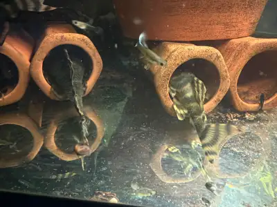 l398 pleco- Tankei Tiger Pleco, View more
