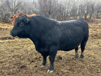 Black Angus Bull - Renovation 52H