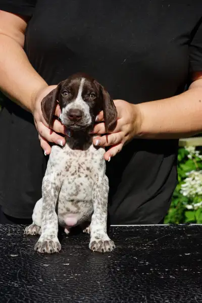 German Shorthaired Pointer Puppies, View more
