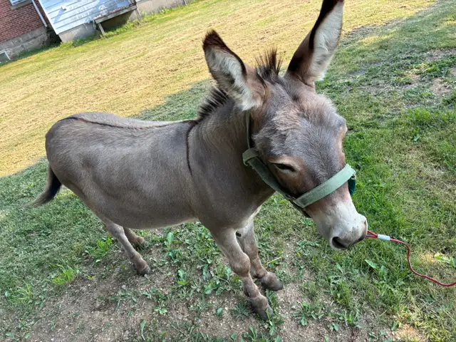 male mini  donkey in Horses & Ponies for Rehoming in Owen Sound - Image 7