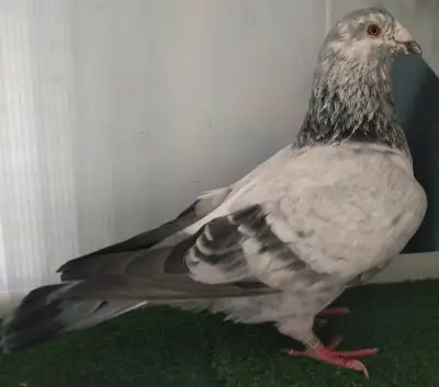 Pigeon mâle voyageur BB917, View more