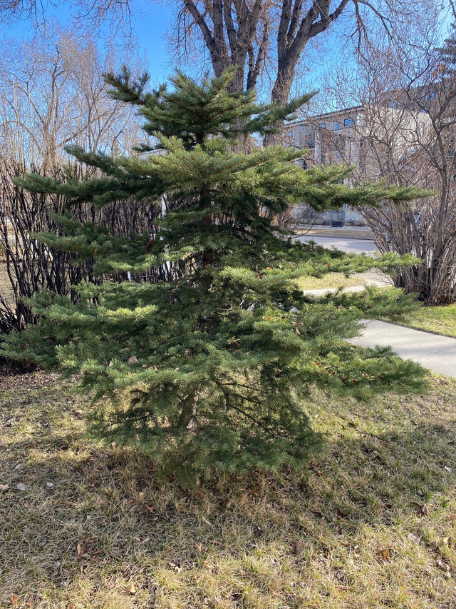 Tree - free in Plants, Fertilizer & Soil in Calgary