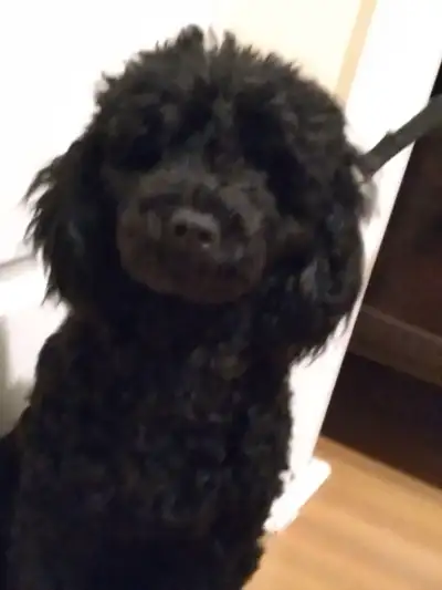 Dog poodle pup, View more