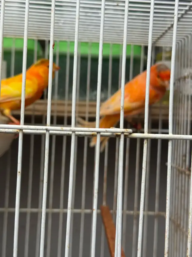 canaries in Other in City of Toronto - Image 9