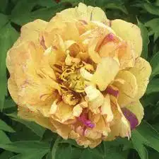 peony tree ( seeds available $20 and small trees for shipping)62864746069762122