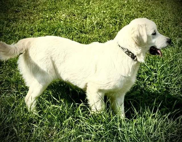 English Cream Golden Retriever in Dogs & Puppies for Rehoming in Oakville / Halton Region - Image 7
