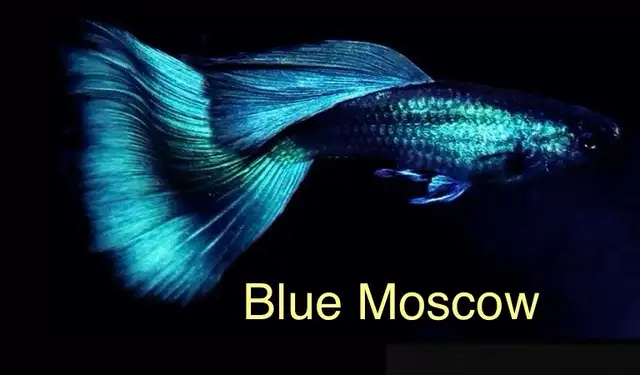 Blue Moscow Guppies in Fish for Rehoming in Mississauga / Peel Region - Image 2